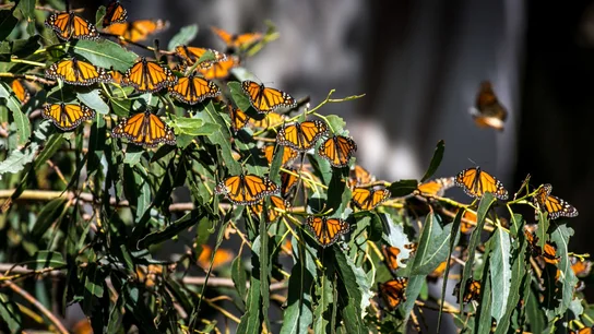 Monarch Butterfly: Epic Migration in Peril as Population Collapses Thousands of monarch butterflies resting on eucalyptus branches in Pismo Beach, California.