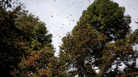 Monarch Butterfly: Epic Migration in Peril as Population Collapses Hundreds of monarch butterflies resting in El Rosario Butterfly Sanctuary, Michoacán, Mexico.